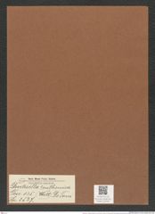 Denticella ? ruthenica (Witt) De Toni (de-Toni-Nr.: Genus 125, Species 3527) Zeichnungen Sammlung Grunow Mappe 03708 (Herbarium_W_Grunow_drawings_Folder_03708)